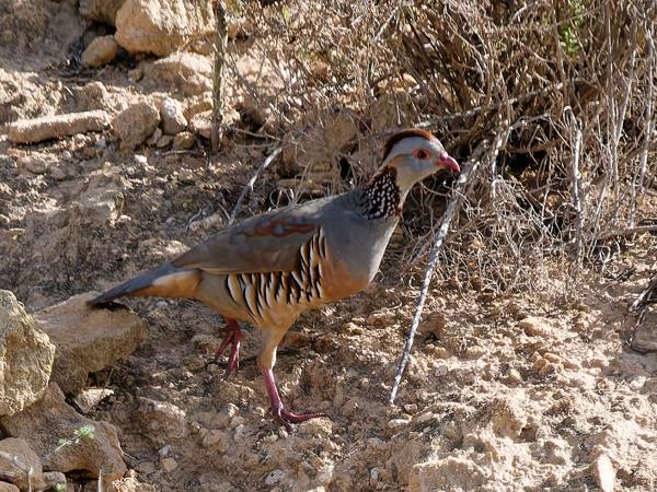 <h3>Alectoris barbara / Barbary partridge / Barbarijse patrijs</h3>OM-1 Mark II with OLYMPUS M.150-400mm F4.5 TC, 1/2000 sec at F5.6, ISO 1000, distance 50.5 m